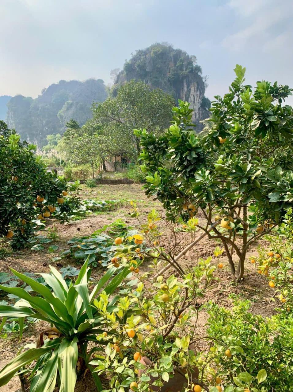 Blue Garden Homestay 宁平 外观 照片